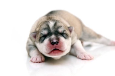 Beyaz arka planda sevimli Sibirya Husky köpeği 