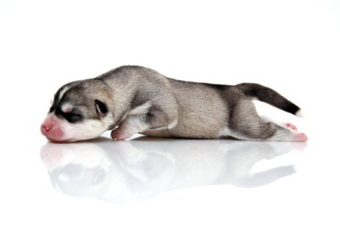 Beyaz arka planda sevimli Sibirya Husky köpeği 