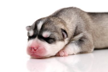 Beyaz arka planda sevimli Sibirya Husky köpeği 