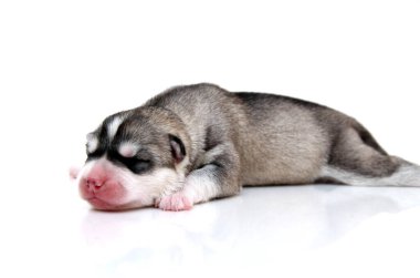 Beyaz arka planda sevimli Sibirya Husky köpeği 