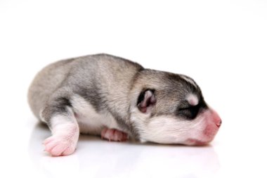 Beyaz arka planda sevimli Sibirya Husky köpeği 