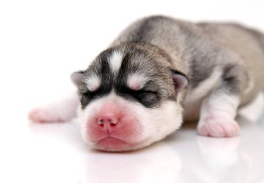 Beyaz arka planda sevimli Sibirya Husky köpeği 