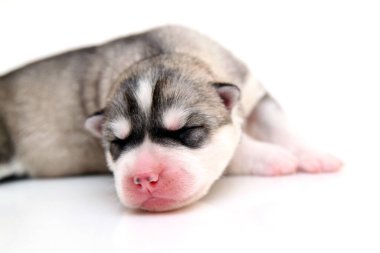 Beyaz arka planda sevimli Sibirya Husky köpeği 