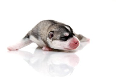 Beyaz arka planda sevimli Sibirya Husky köpeği 