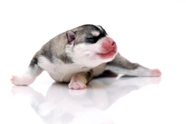 Beyaz arka planda sevimli Sibirya Husky köpeği 