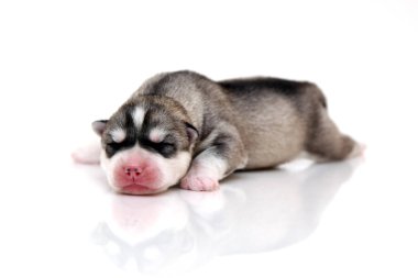 Beyaz arka planda sevimli Sibirya Husky köpeği 