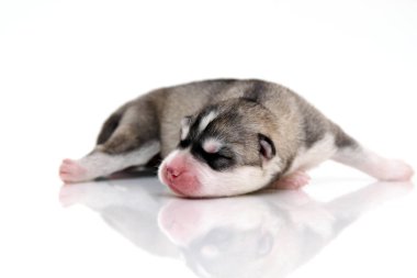 Beyaz arka planda sevimli Sibirya Husky köpeği 