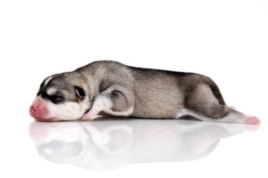 Beyaz arka planda sevimli Sibirya Husky köpeği 