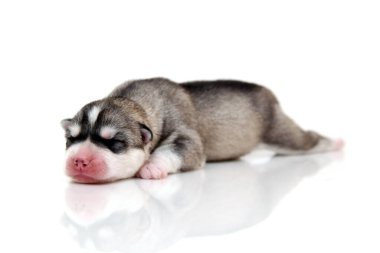 Beyaz arka planda sevimli Sibirya Husky köpeği 