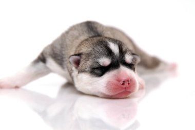 Beyaz arka planda sevimli Sibirya Husky köpeği 