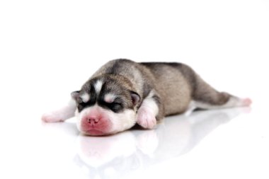 Beyaz arka planda sevimli Sibirya Husky köpeği 