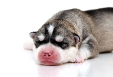 Beyaz arka planda sevimli Sibirya Husky köpeği 