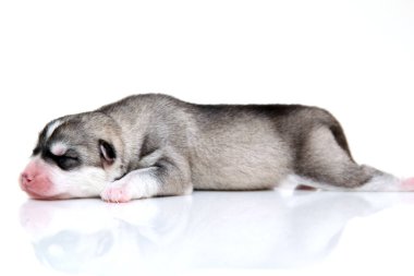 Beyaz arka planda sevimli Sibirya Husky köpeği 