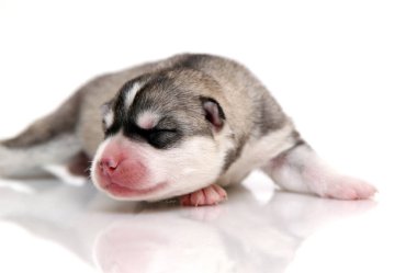 Beyaz arka planda sevimli Sibirya Husky köpeği 