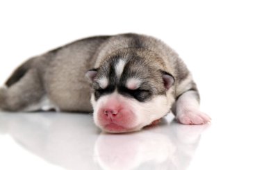 Beyaz arka planda sevimli Sibirya Husky köpeği 