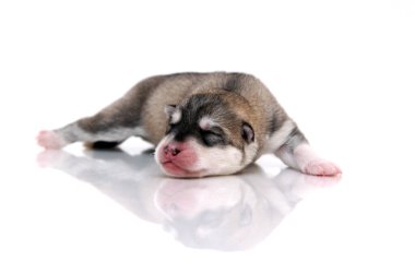 Beyaz arka planda sevimli Sibirya Husky köpeği 