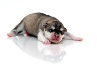 Beyaz arka planda sevimli Sibirya Husky köpeği 