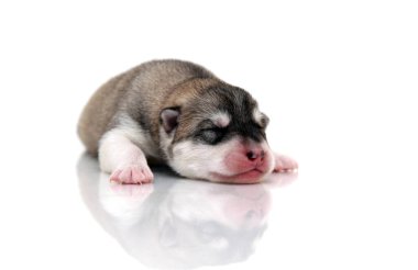 Beyaz arka planda sevimli Sibirya Husky köpeği 