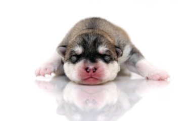 Beyaz arka planda sevimli Sibirya Husky köpeği 