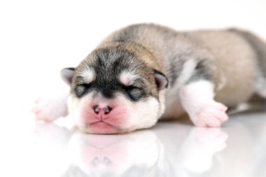 Beyaz arka planda sevimli Sibirya Husky köpeği 