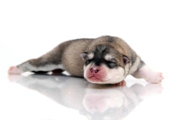 Beyaz arka planda sevimli Sibirya Husky köpeği 