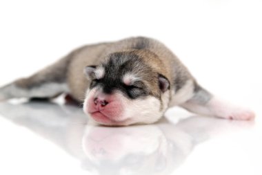 Beyaz arka planda sevimli Sibirya Husky köpeği 