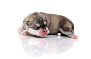 Beyaz arka planda sevimli Sibirya Husky köpeği 