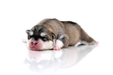 Beyaz arka planda sevimli Sibirya Husky köpeği 