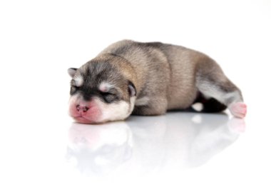 Beyaz arka planda sevimli Sibirya Husky köpeği 