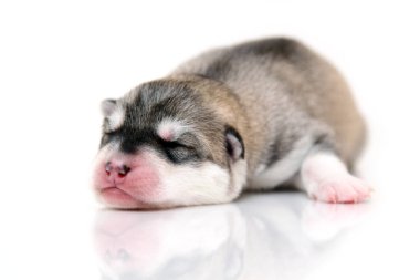 Beyaz arka planda sevimli Sibirya Husky köpeği 