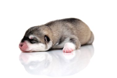 Beyaz arka planda sevimli Sibirya Husky köpeği 