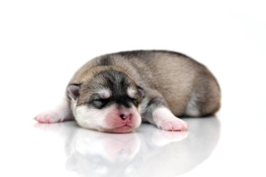 Beyaz arka planda sevimli Sibirya Husky köpeği 