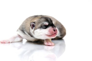 Beyaz arka planda sevimli Sibirya Husky köpeği 