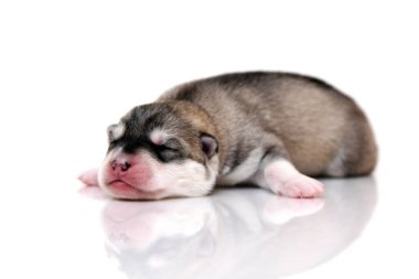 Beyaz arka planda sevimli Sibirya Husky köpeği 