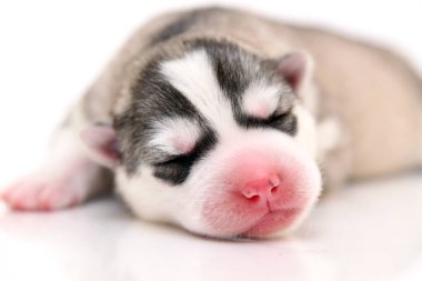 Beyaz arka planda sevimli Sibirya Husky köpeği 