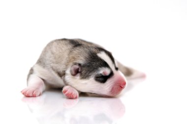 Beyaz arka planda sevimli Sibirya Husky köpeği 