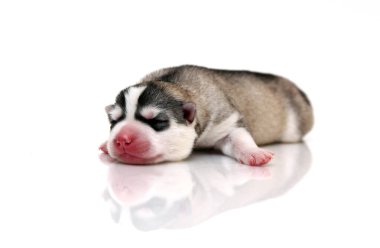 Beyaz arka planda sevimli Sibirya Husky köpeği 