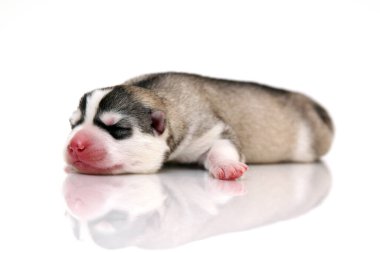 Beyaz arka planda sevimli Sibirya Husky köpeği 