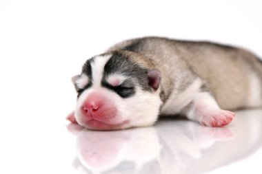 Beyaz arka planda sevimli Sibirya Husky köpeği 