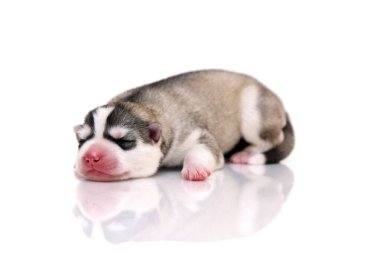 Beyaz arka planda sevimli Sibirya Husky köpeği 