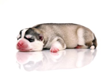 Beyaz arka planda sevimli Sibirya Husky köpeği 