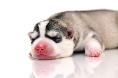 Beyaz arka planda sevimli Sibirya Husky köpeği 