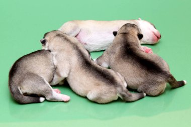 Stüdyo arka planında sevimli Sibirya Husky yavruları