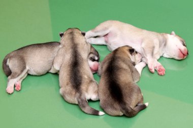Stüdyo arka planında sevimli Sibirya Husky yavruları