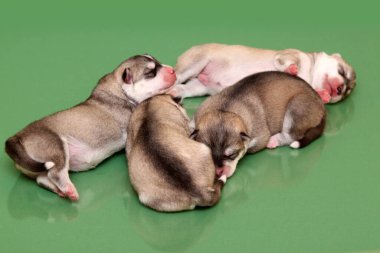 Stüdyo arka planında sevimli Sibirya Husky yavruları