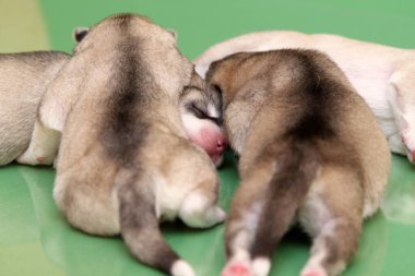 Stüdyo arka planında sevimli Sibirya Husky yavruları