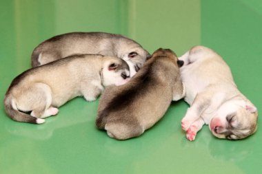 Stüdyo arka planında sevimli Sibirya Husky yavruları