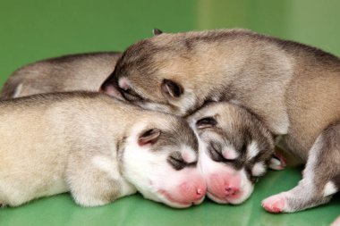 Stüdyo arka planında sevimli Sibirya Husky yavruları