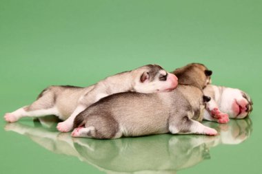 Stüdyo arka planında sevimli Sibirya Husky yavruları