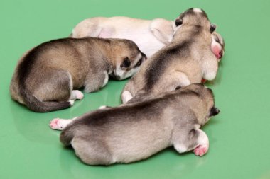 Stüdyo arka planında sevimli Sibirya Husky yavruları